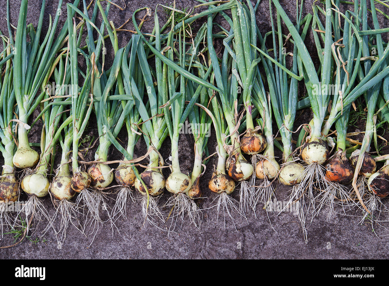 Zwiebeln Ernten in einem Land Gemüsegarten Stockfoto