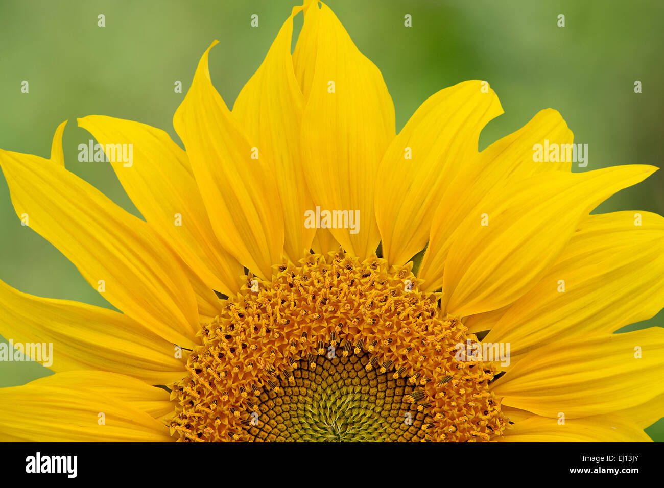 Sonnenblume Nahaufnahme auf natürlichen Hintergrund Stockfoto
