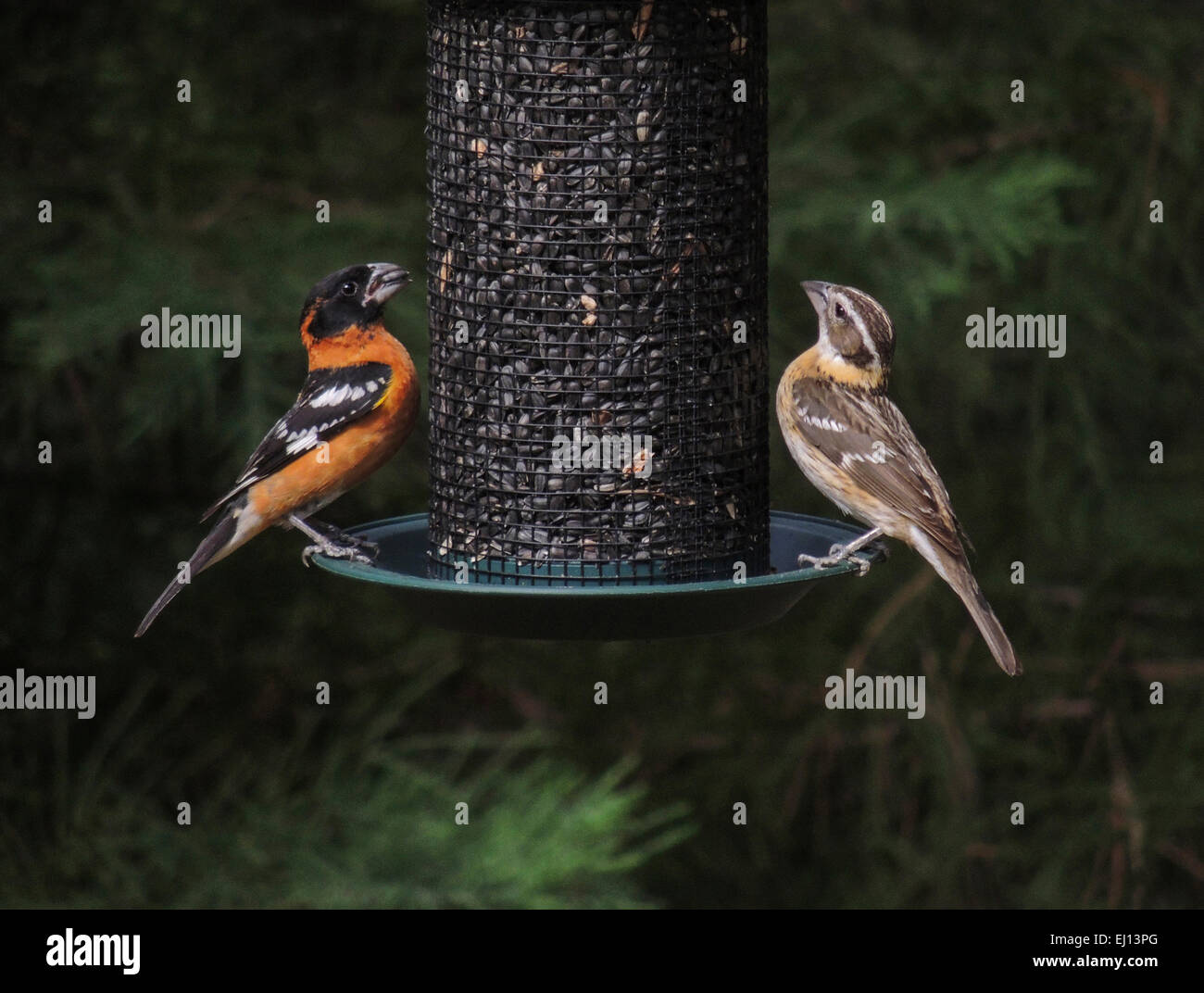 Black-headed Kernbeißer (Pheucticus Melanocephalus) männlich und weiblich besuchen ein Vogelhaus mit Sonnenblume während ihrer jährlichen gefüllt Stockfoto