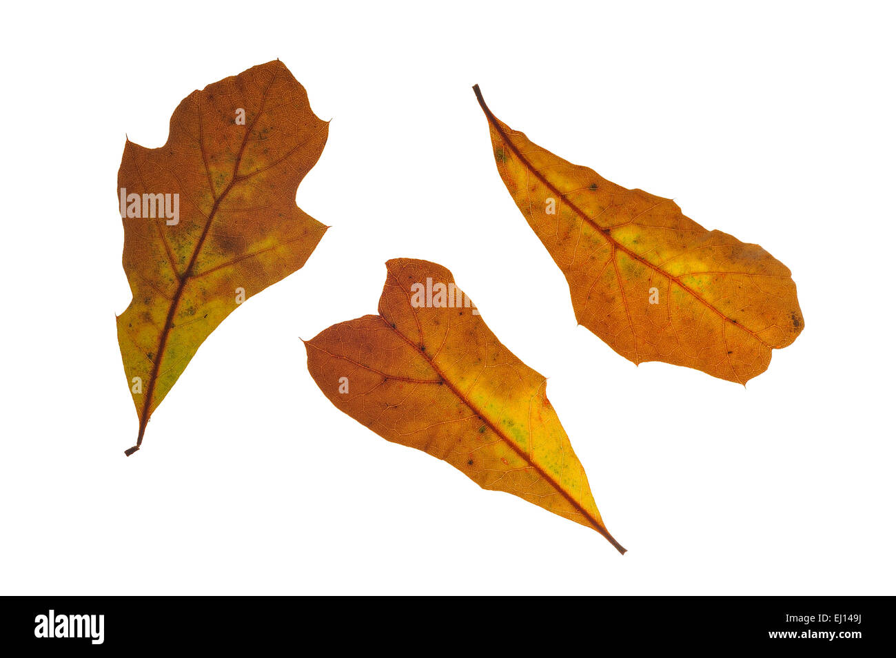 Wasser-Eiche (Quercus Nigra) verlässt in Herbstfarben, ursprünglich aus Nordamerika vor weißem Hintergrund Stockfoto