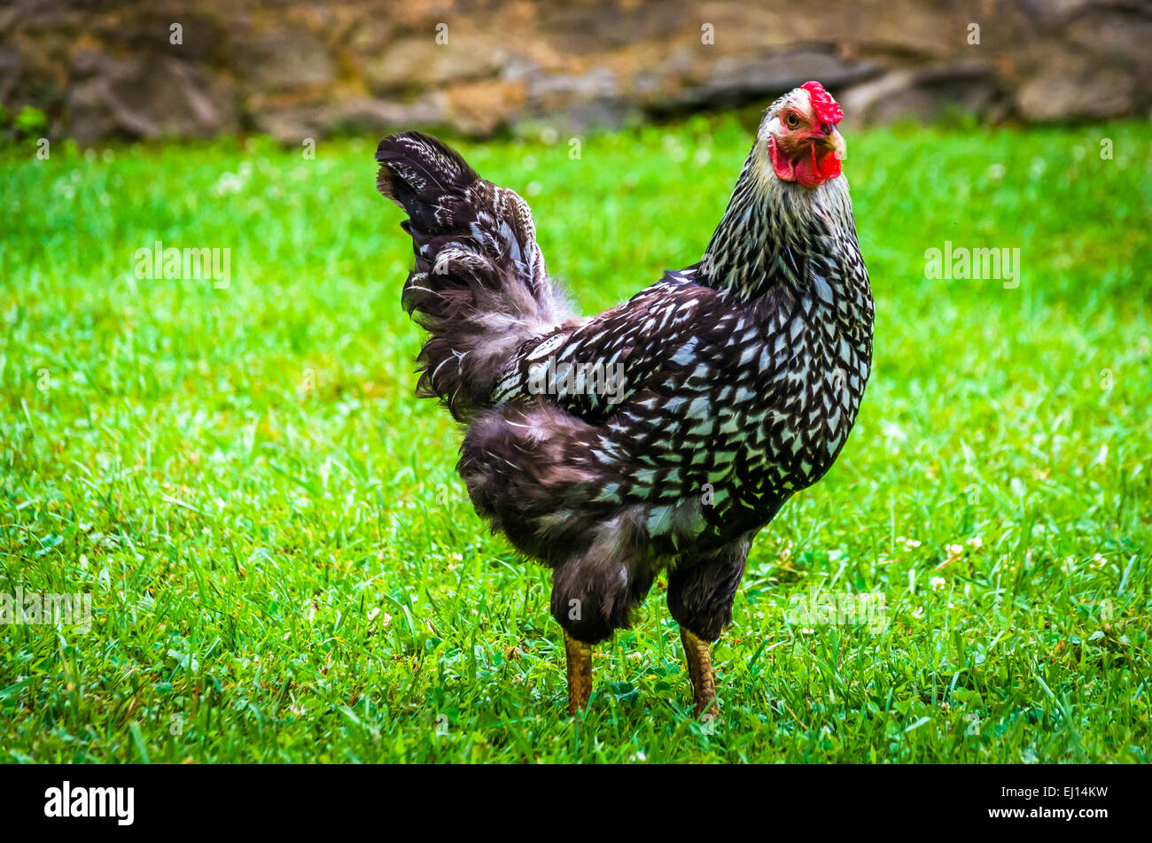 Huhn im Berg Bauernhof Museum im Oconaluftee Tal, in Great Smoky Mountains National Park, North Carolina. Stockfoto