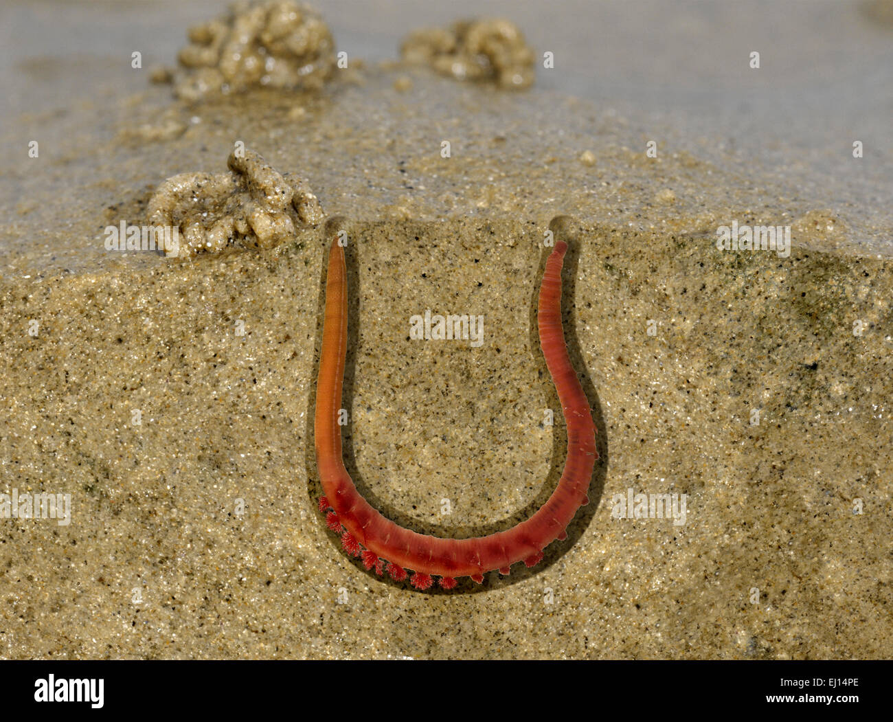 Schlag-Lug - Interpretation marina Stockfoto