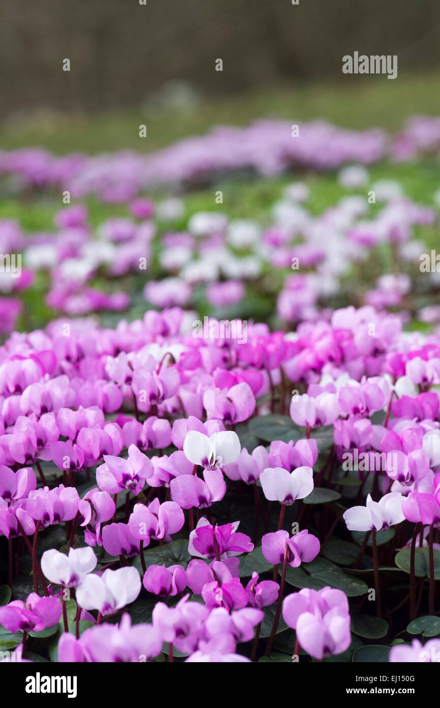 Cyclamen Coum Blumen in einem englischen Waldgebiet. Evenley Holz Garten, Evenley, Northamptonshire, England Stockfoto