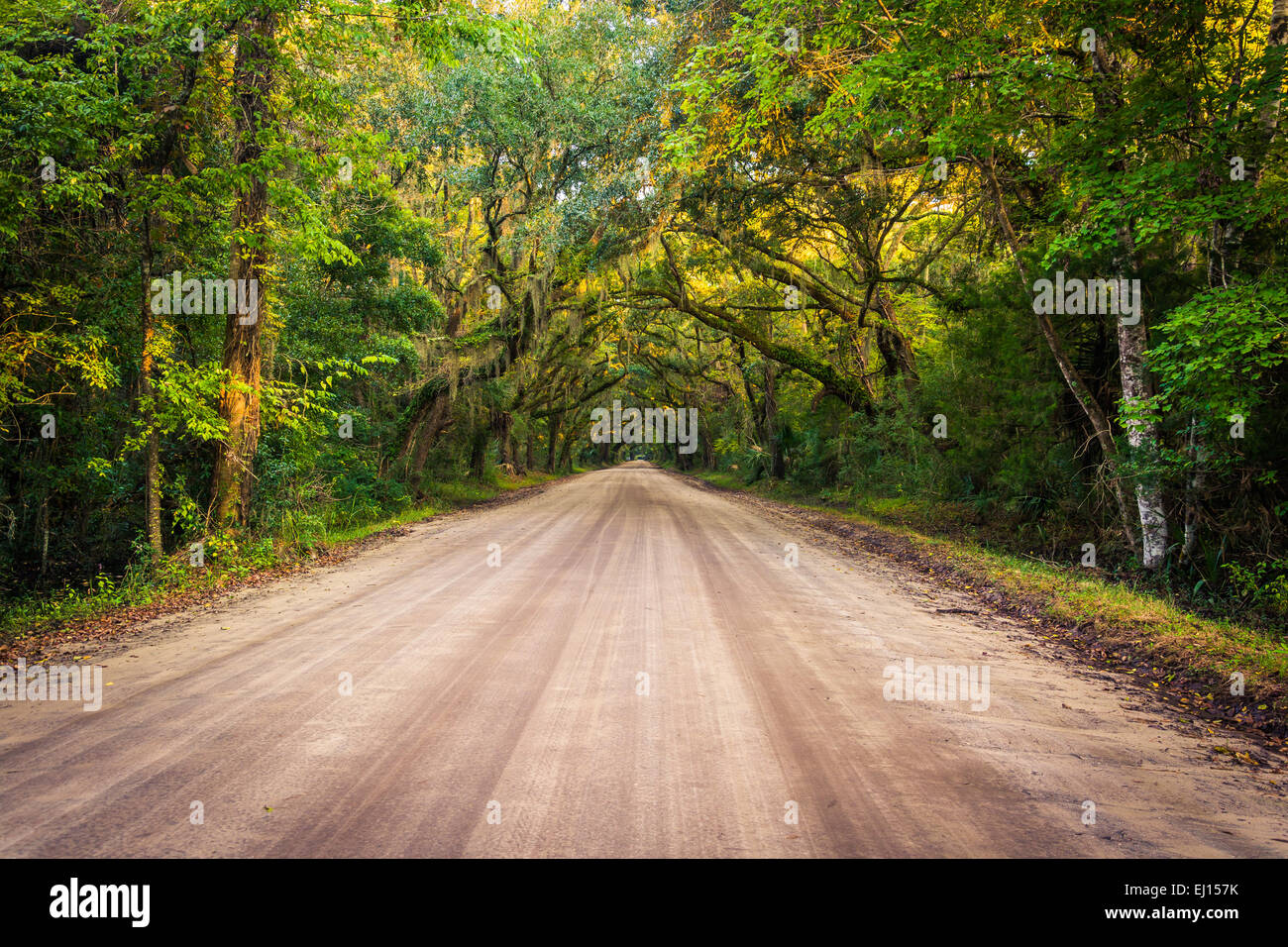 Eichen entlang der unbefestigten Straße Botany Bay Plantation auf Edisto Island, South Carolina. Stockfoto