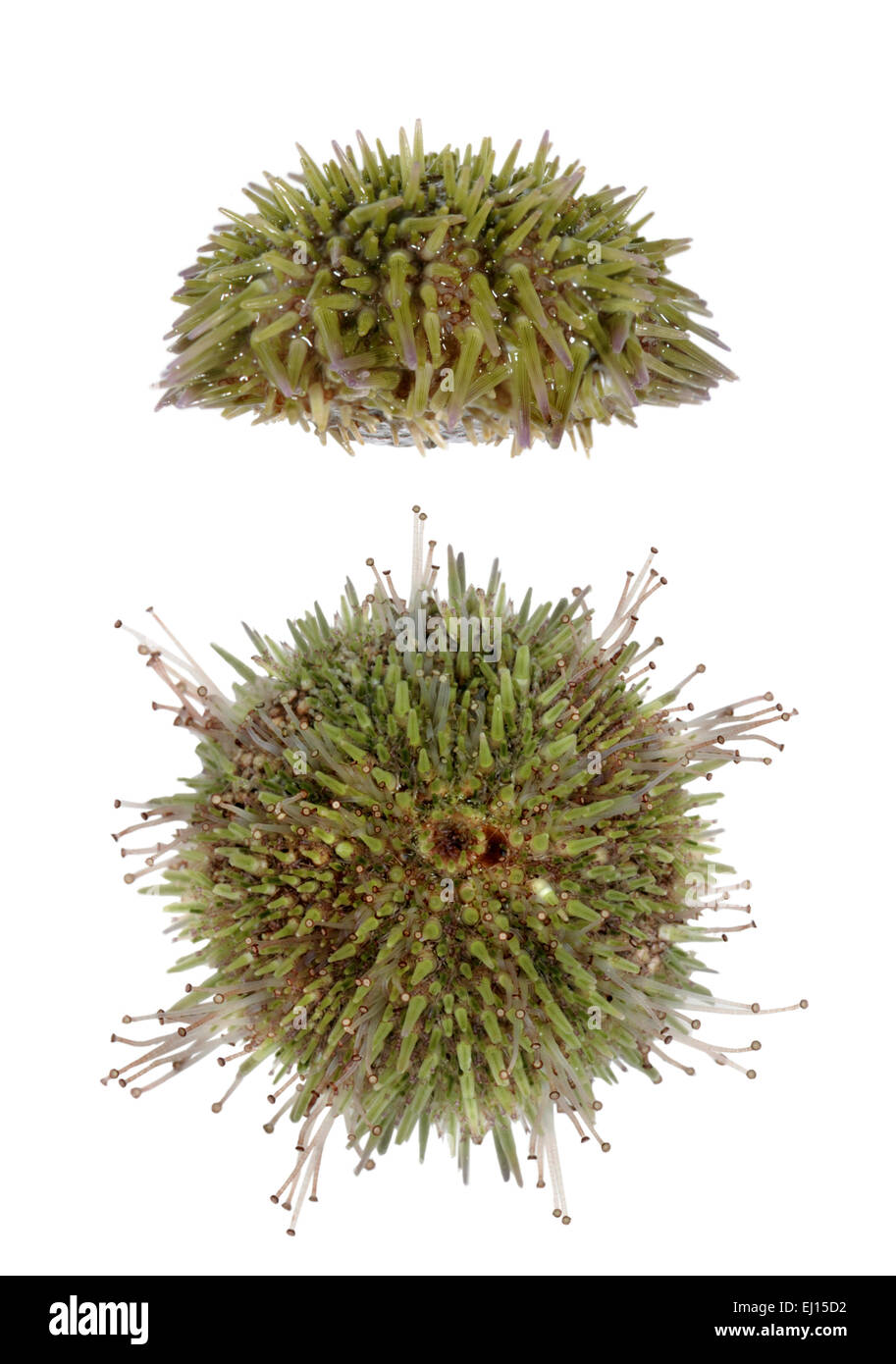 Green Sea Urchin - Psammechinus miliaris Stockfoto