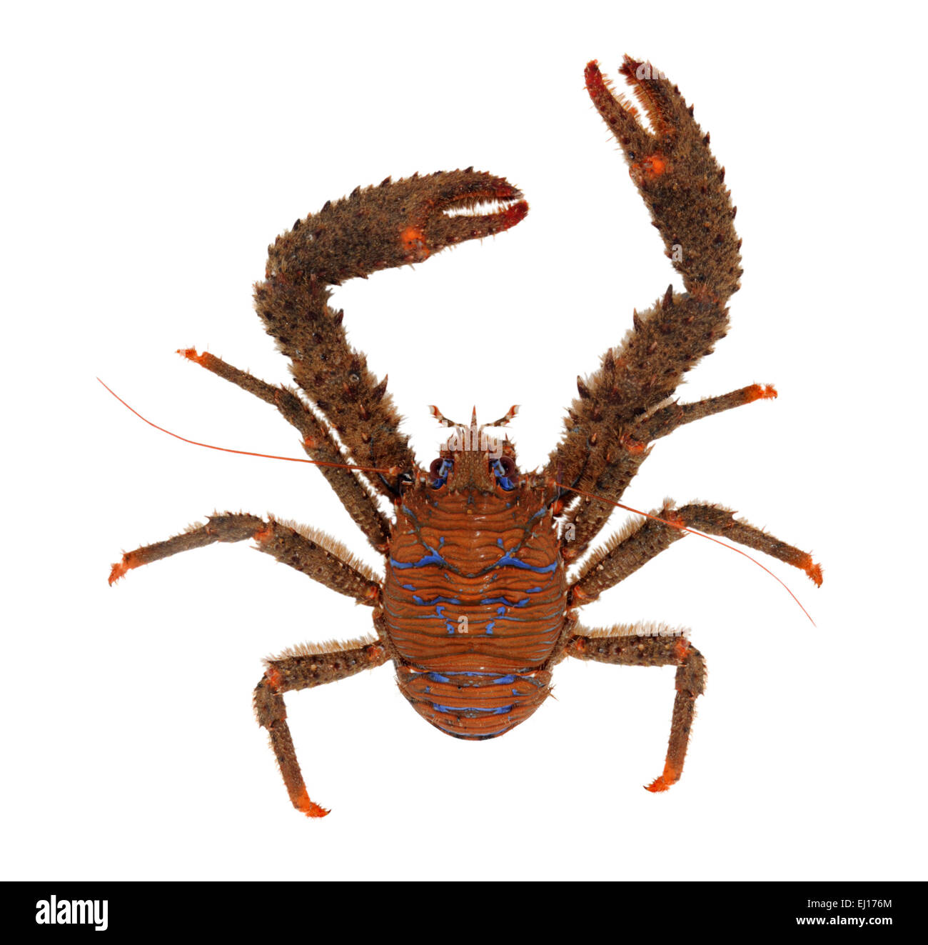 Stachelige Squat Lobster - Galathea strigosa Stockfoto