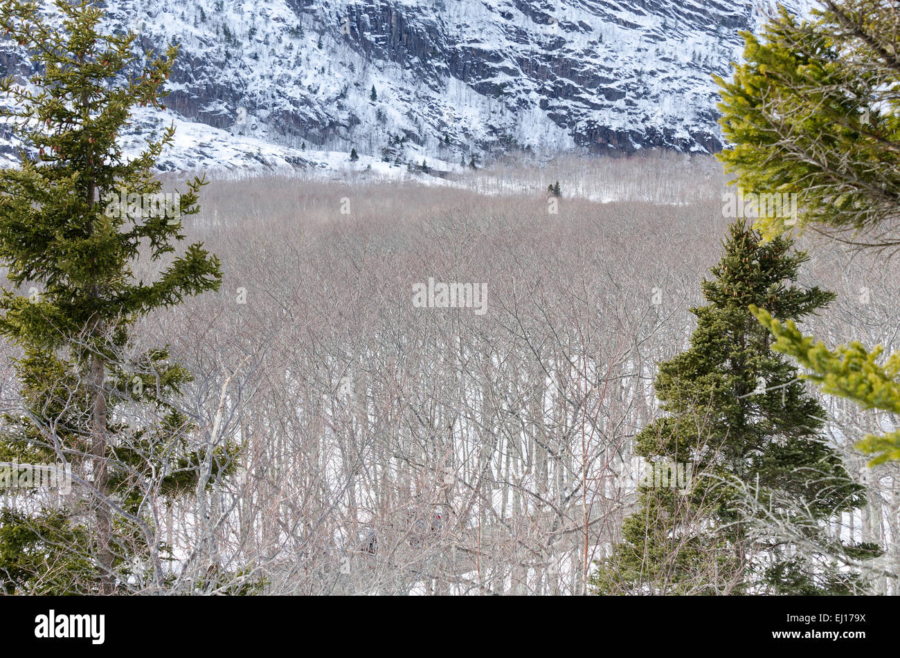 Winter-Blick auf Roteiche Wald am Fuße des Champlain Mountain im Acadia National Park, Bar Harbor, Maine. Stockfoto