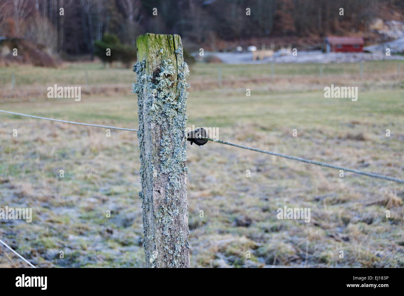 Elektrozaun für das Tier zu verteidigen und beschützen, zu entkommen Stockfoto