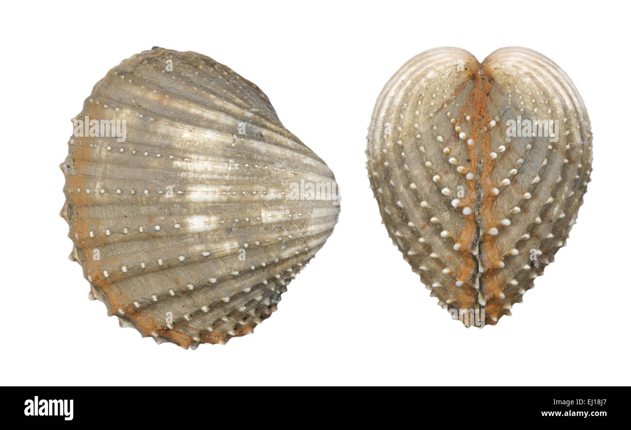 Raue Schale - Acanthocardia aculeatus Stockfoto