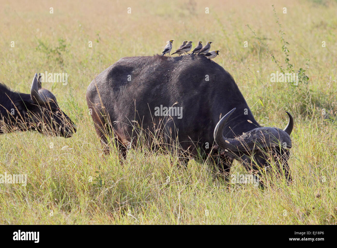 Eine Gruppe von gelb-billed Oxpeckers, Buphagus Africanus, auf der Rückseite ein Kaffernbüffel Syncerus Caffer in Serengeti Nationa Stockfoto