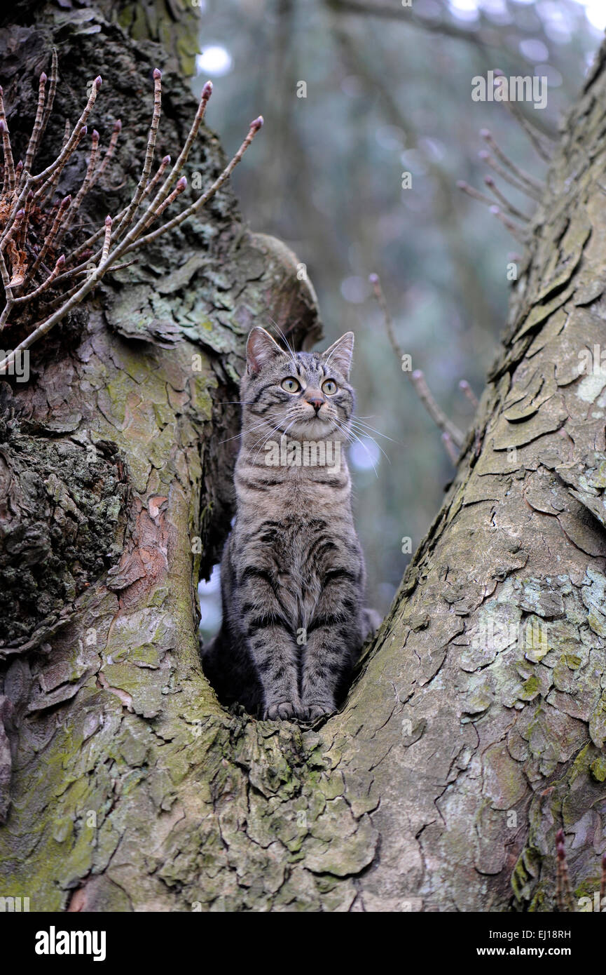 Junge Katze in einem Kastanienbaum zu sitzen und auf der Suche Stockfoto