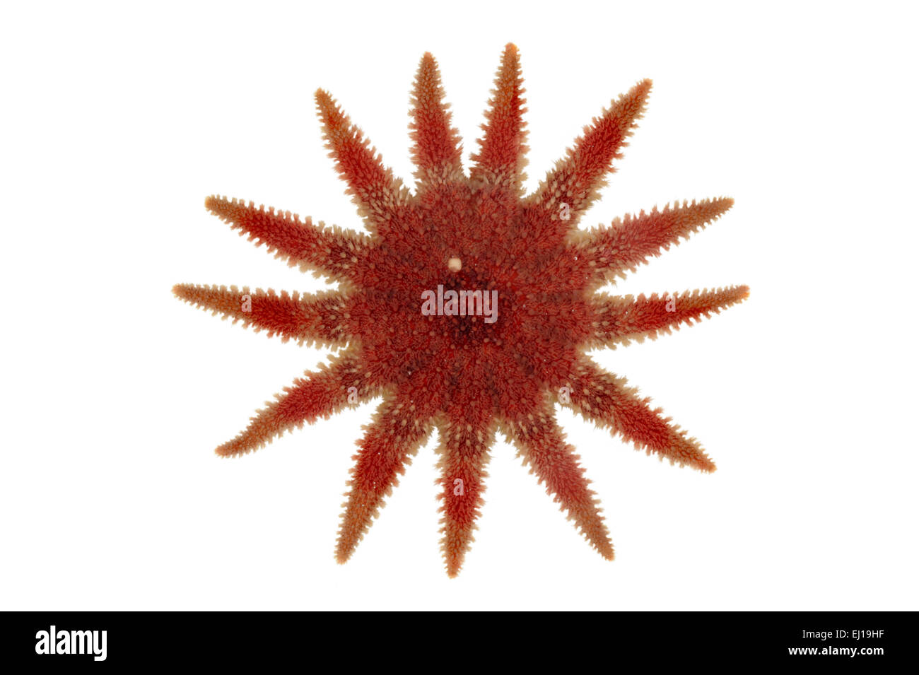 Gemeinsamen Sunstar - Crossaster papposus Stockfoto
