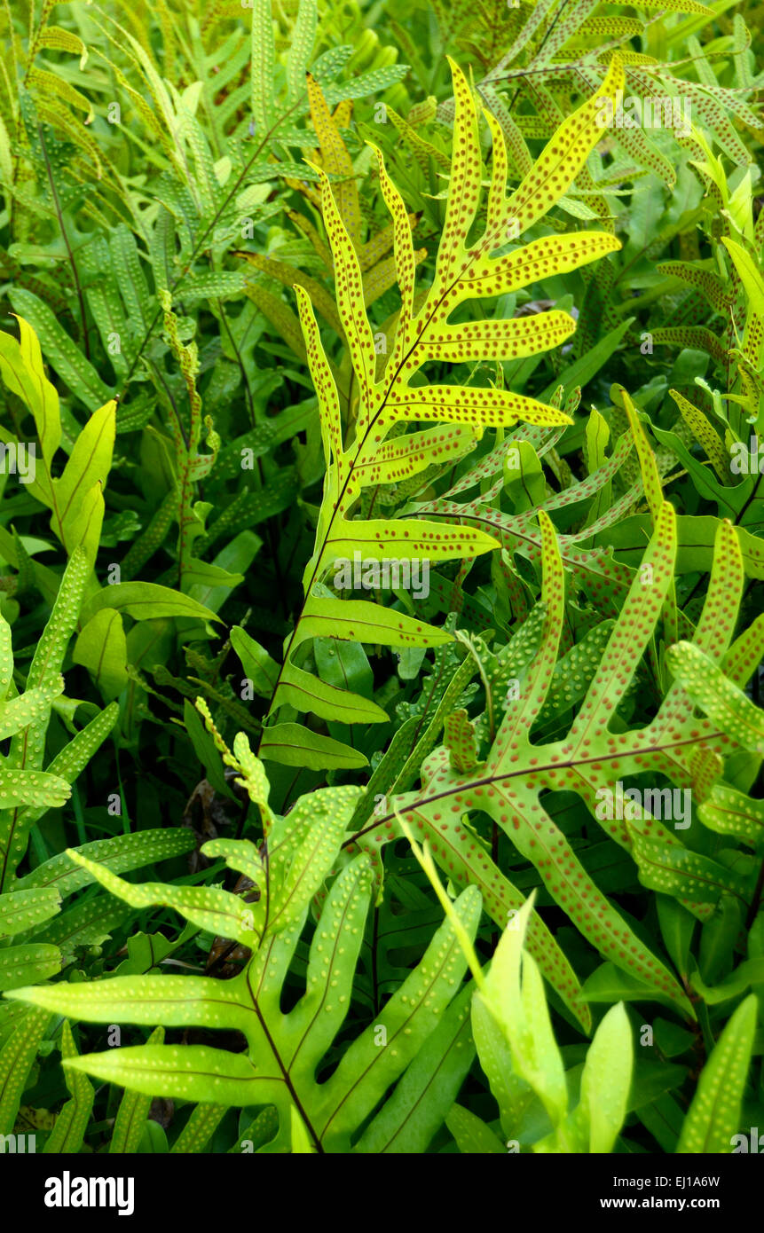 Umwelt-Image Hintergrundtextur von tropischer Vegetation Stockfoto