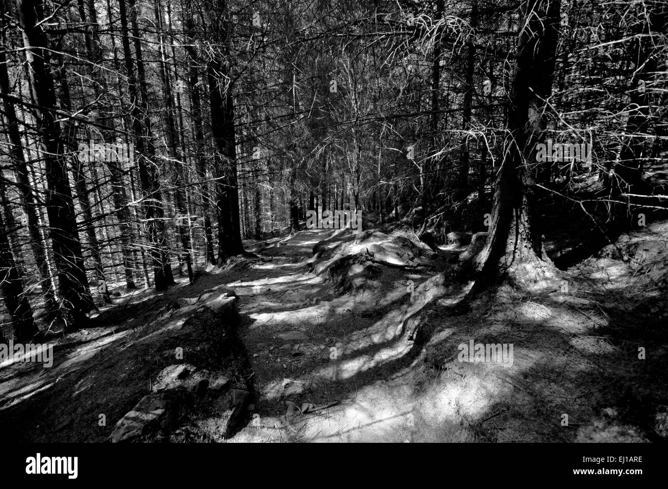 Forstwirtschaft-Weg in Nord-Wales, Snowdonia Stockfoto