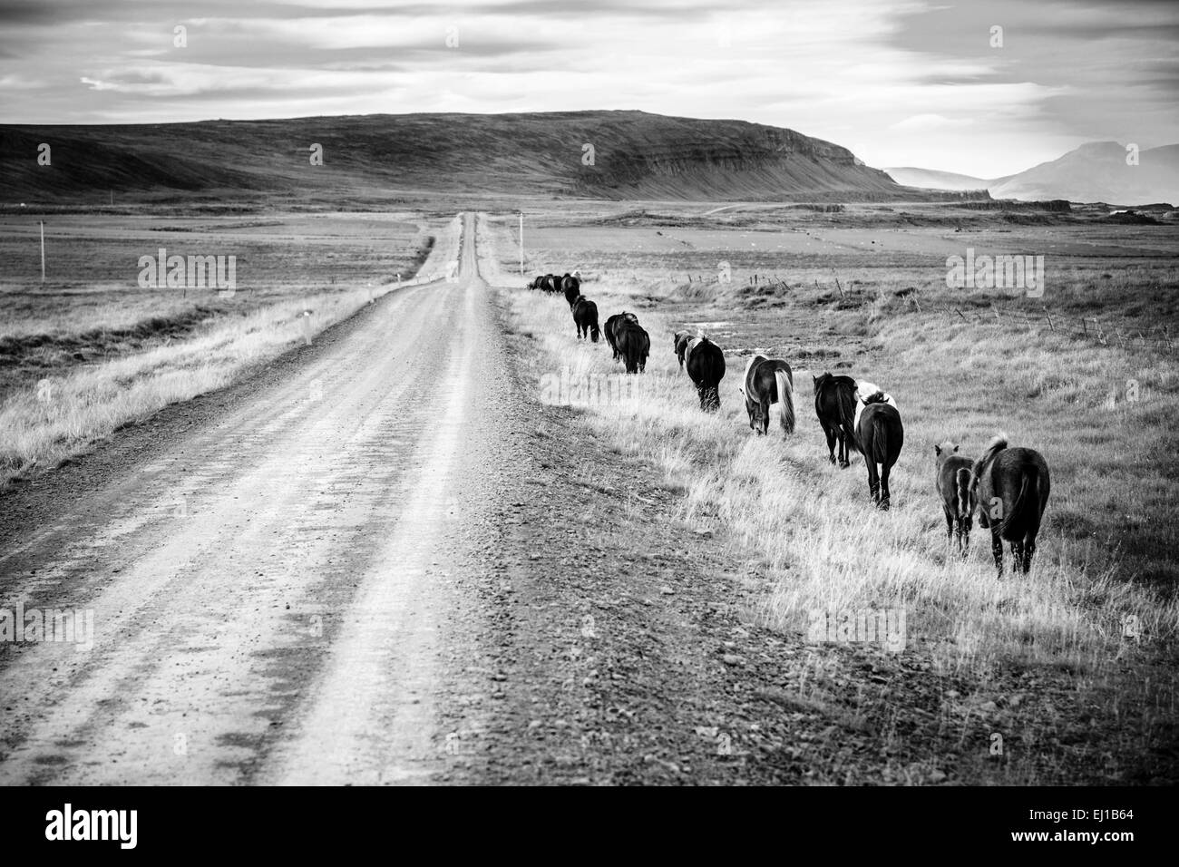 Island Ponys zu Fuß entlang der Schotterstraße in Island Stockfoto