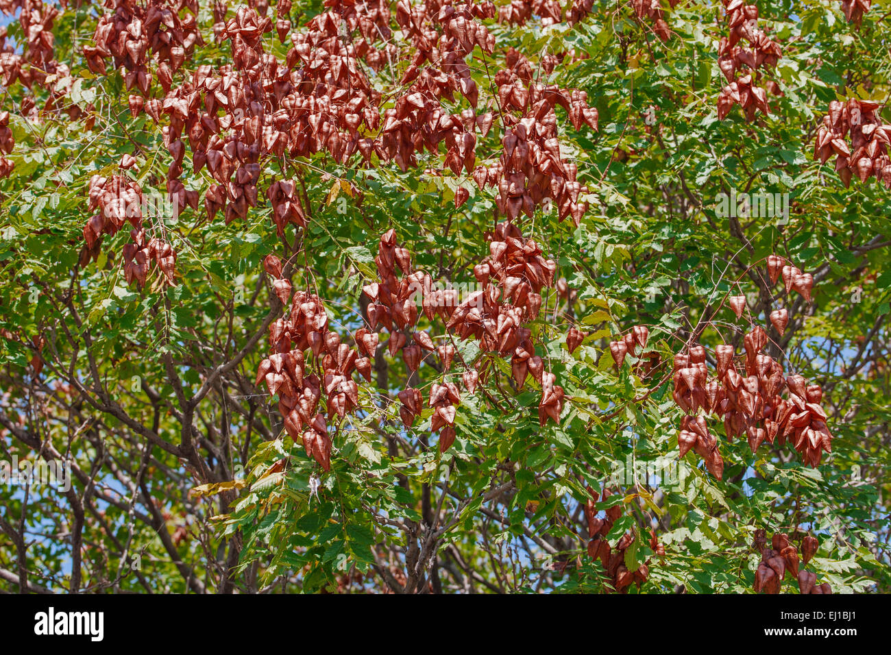 Goldenrain Tree (Stand Paniculata) Stockfoto