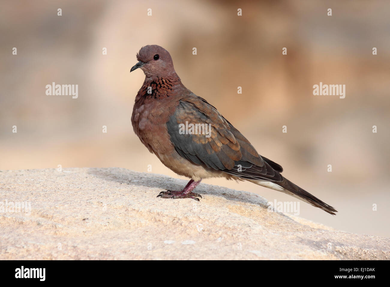 Ägyptische Laughing Dove (Spilopelia Senegalensis Aegyptiaca) thront auf einem Felsen Stockfoto