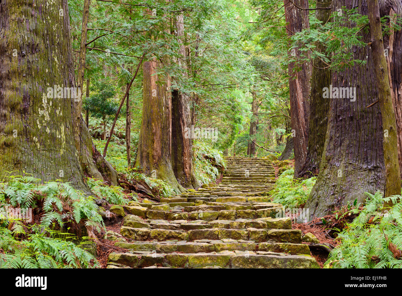 Kumano Kodo am Daimon-Zaka, eine heilige Spur als UNESCO-Weltkulturerbe in Nachi, Wakayama, Japan. Stockfoto