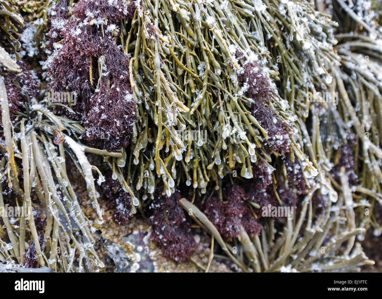 Vertebrata Lanosa ist eine symbiotische marine Alge, die auf Ascophyllum Nodosum wächst; Acadia National Park, Bar Harbor, Maine. Stockfoto