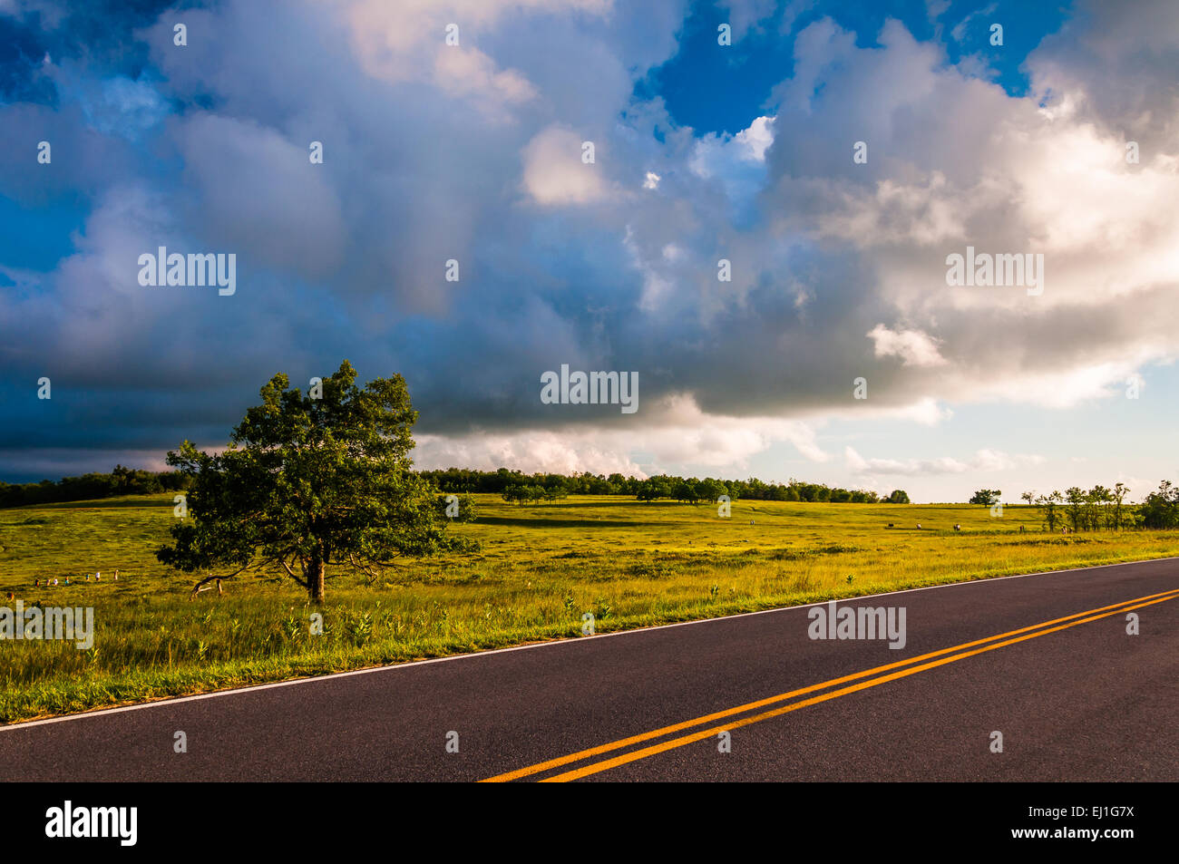 Skyline Drive und Baum in großen Wiesen, Shenandoah-Nationalpark, VA. Stockfoto