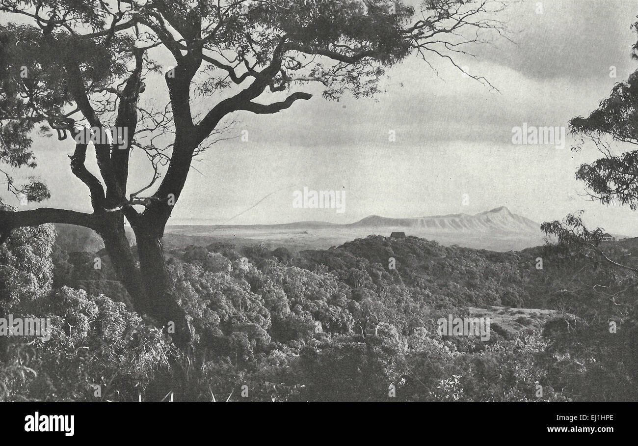 Diamond Head von Tautalus - Oahu, Hawaii 1916 Stockfoto