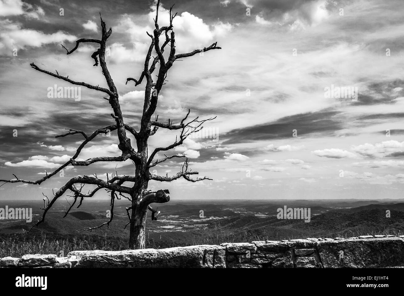 Seltsamen toten Baum an einem Aussichtspunkt auf die Skyline Drive im Shenandoah-Nationalpark, Virginia. Stockfoto