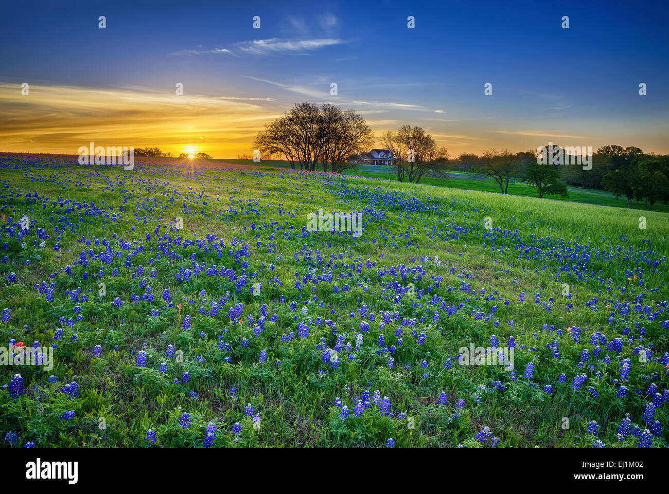 Texas Bluebonnet Frühling Wildblumen Feld bei Sonnenaufgang Stockfoto