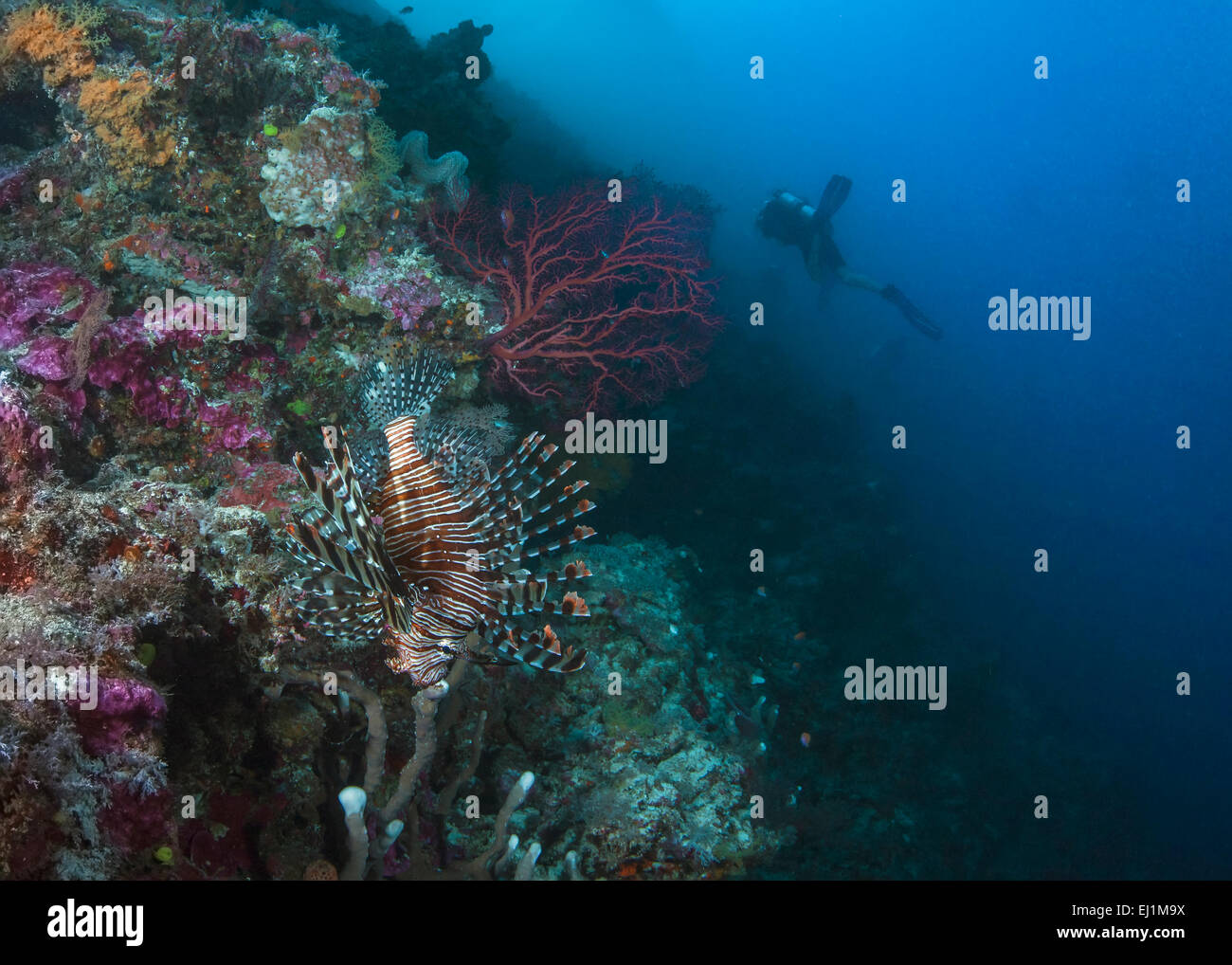 Extravagante Rotfeuerfische getarnt unter Korallenriff Einwohnern vermeidet Erkennung von einer Gruppe von Tauchern Korallenriff zu erkunden. Stockfoto