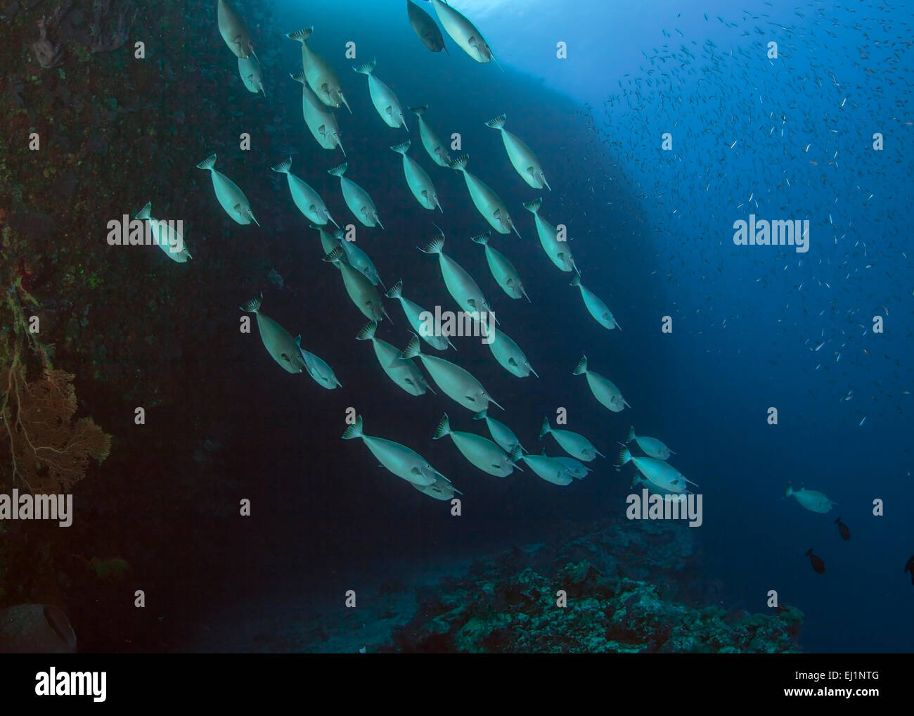 Schule der Whitemargin Unicornfish (Naso Annulatus). Spratly-Inseln, South China Sea. Stockfoto