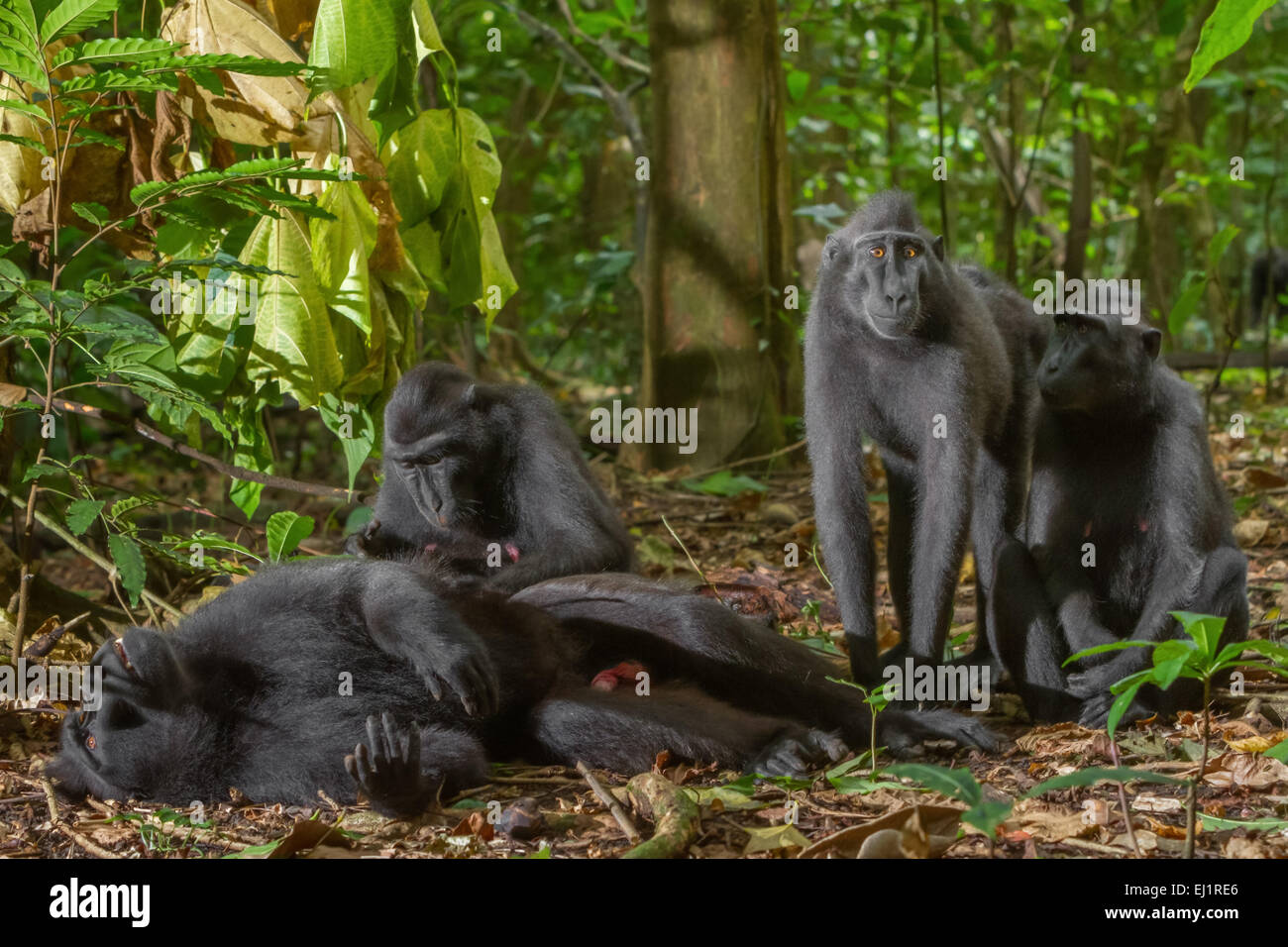 Eine männliche Person von Sulawesi Schwarzkammmakaken (Macaca nigra) wird von einer anderen Person in Tangkoko, Nord-Sulawesi, Indonesien, gepflegt. Stockfoto