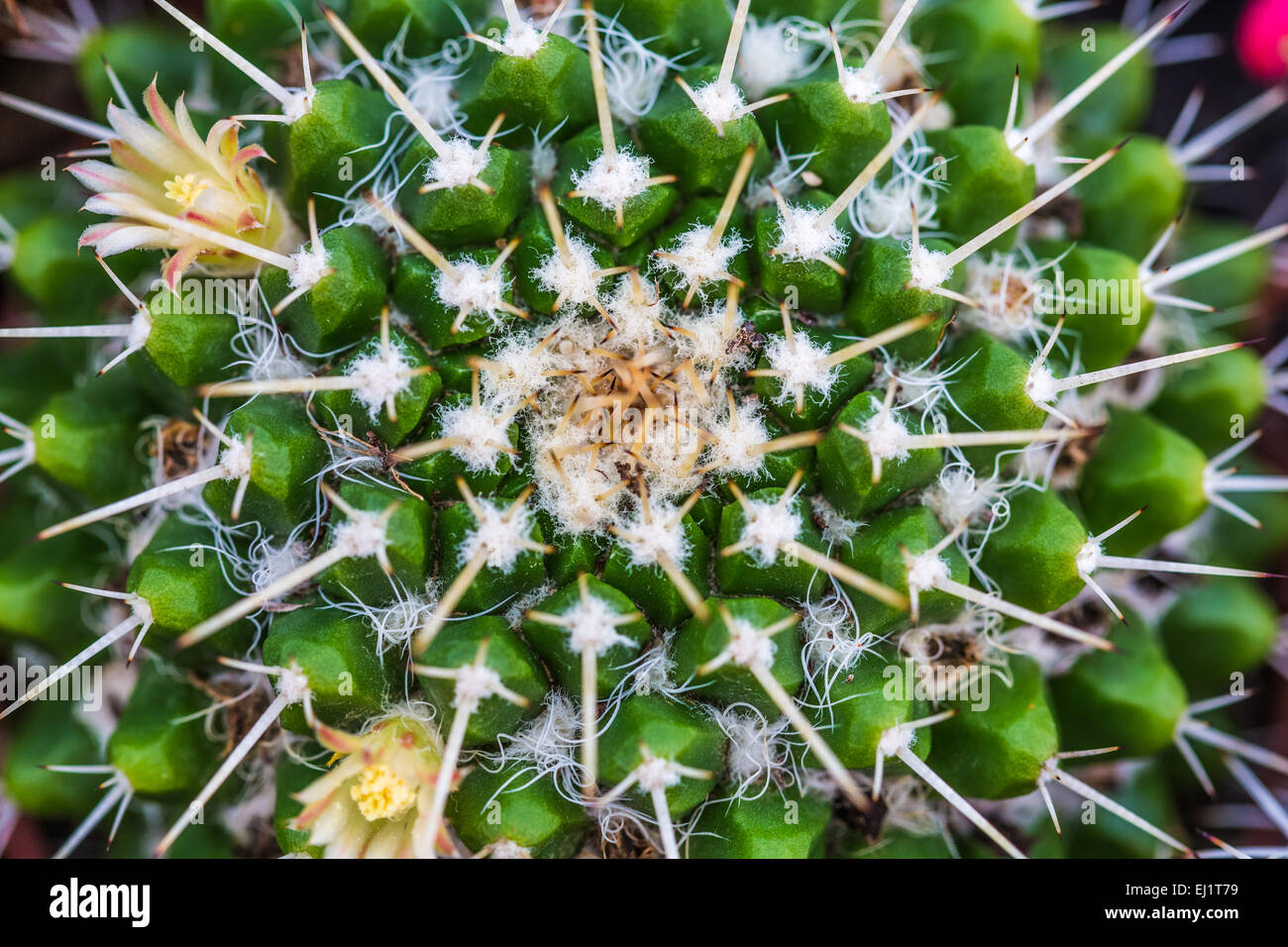 Blumen und Dornen Kaktus Closeup, grün Hintergrund Stockfoto