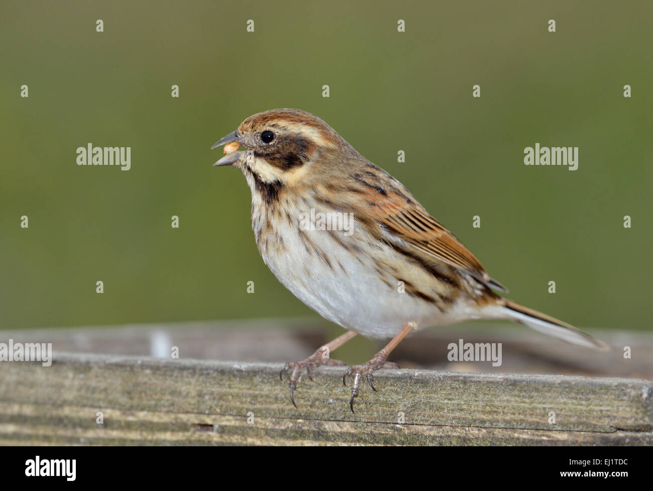 Reed Bunting - Emberiza Schoeniclus weiblich am Futtertisch Stockfoto