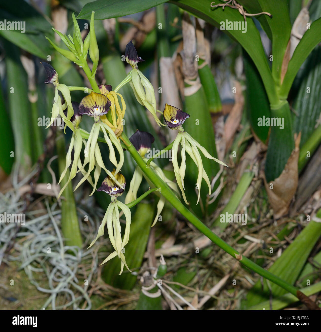 Kleine Muschel Orchidee - Prosthechea Cochleata aus Mittelamerika Stockfoto