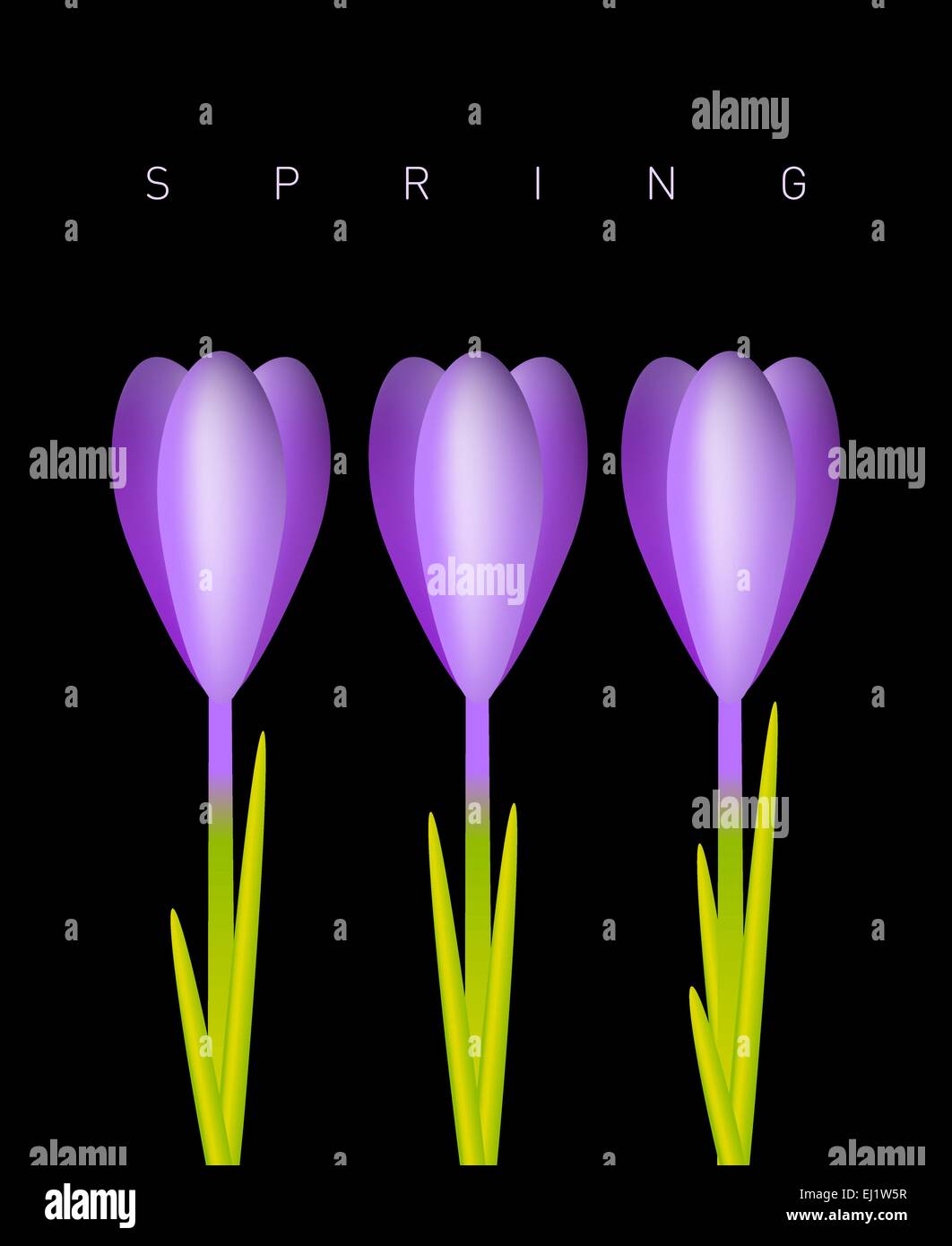 Drei Violette Krokusse auf Frühling Hintergrund Stock Vektor