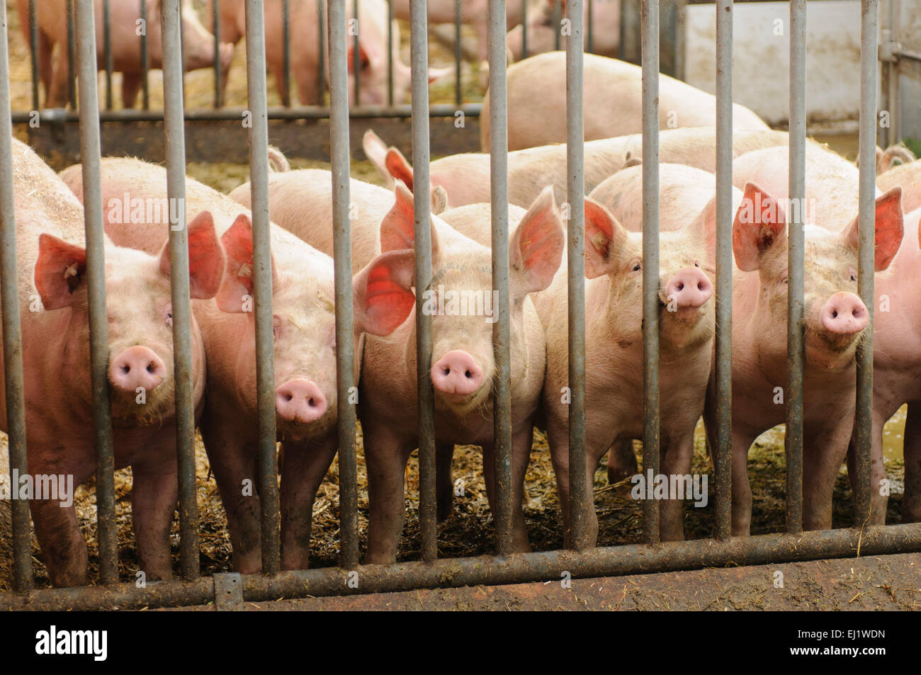 Schweine hinter Toren auf einem Bio-Bauernhof, Demeter, Fredeburg, Schleswig-Holstein, Deutschland Stockfoto