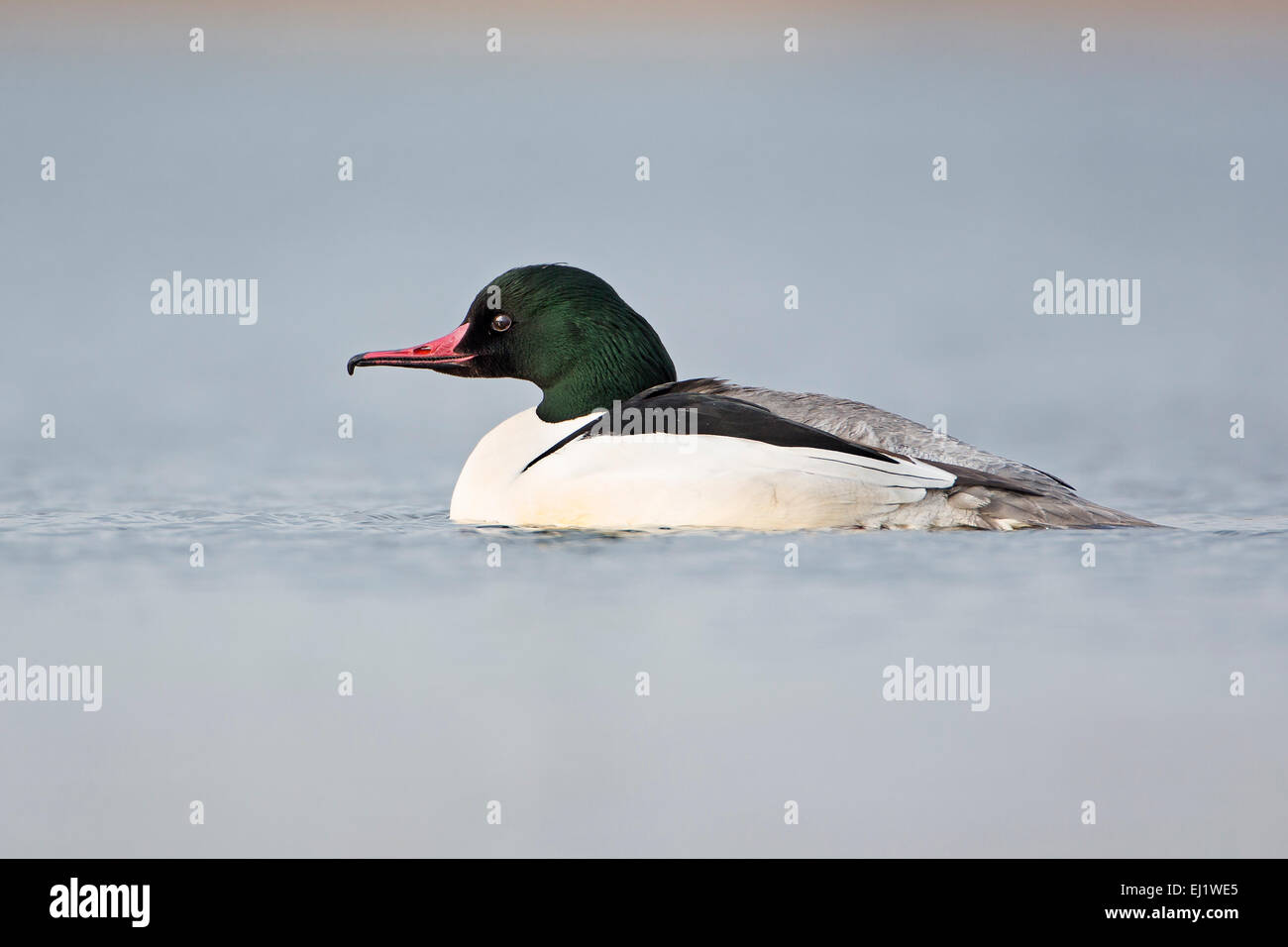 Gänsesäger (Mergus Prototyp), Männlich, mittlere Elbe, Sachsen-Anhalt, Deutschland Stockfoto