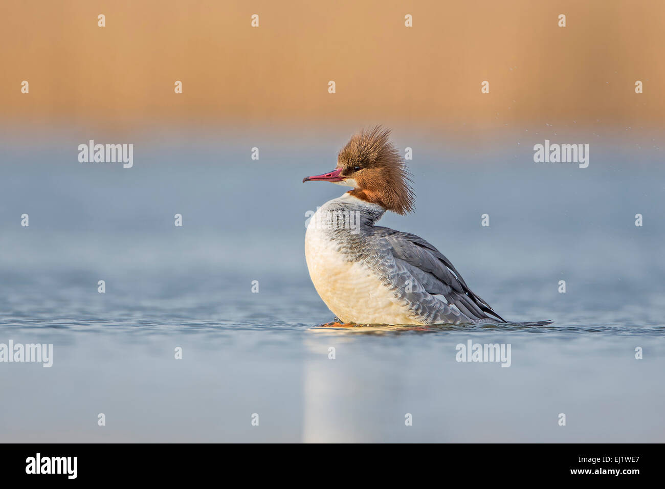 Gänsesäger (Mergus Prototyp) weiblich, putzen, nahen Fluss Elbe, Sachsen-Anhalt, Deutschland Stockfoto