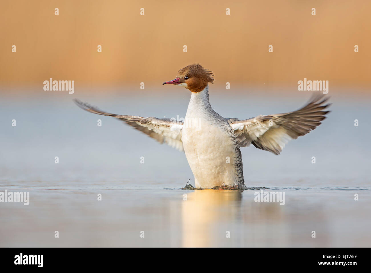 Gänsesäger (Mergus Prototyp) weiblich, Flügel verlängert, flattern, nahen Fluss Elbe, Sachsen-Anhalt, Deutschland Stockfoto