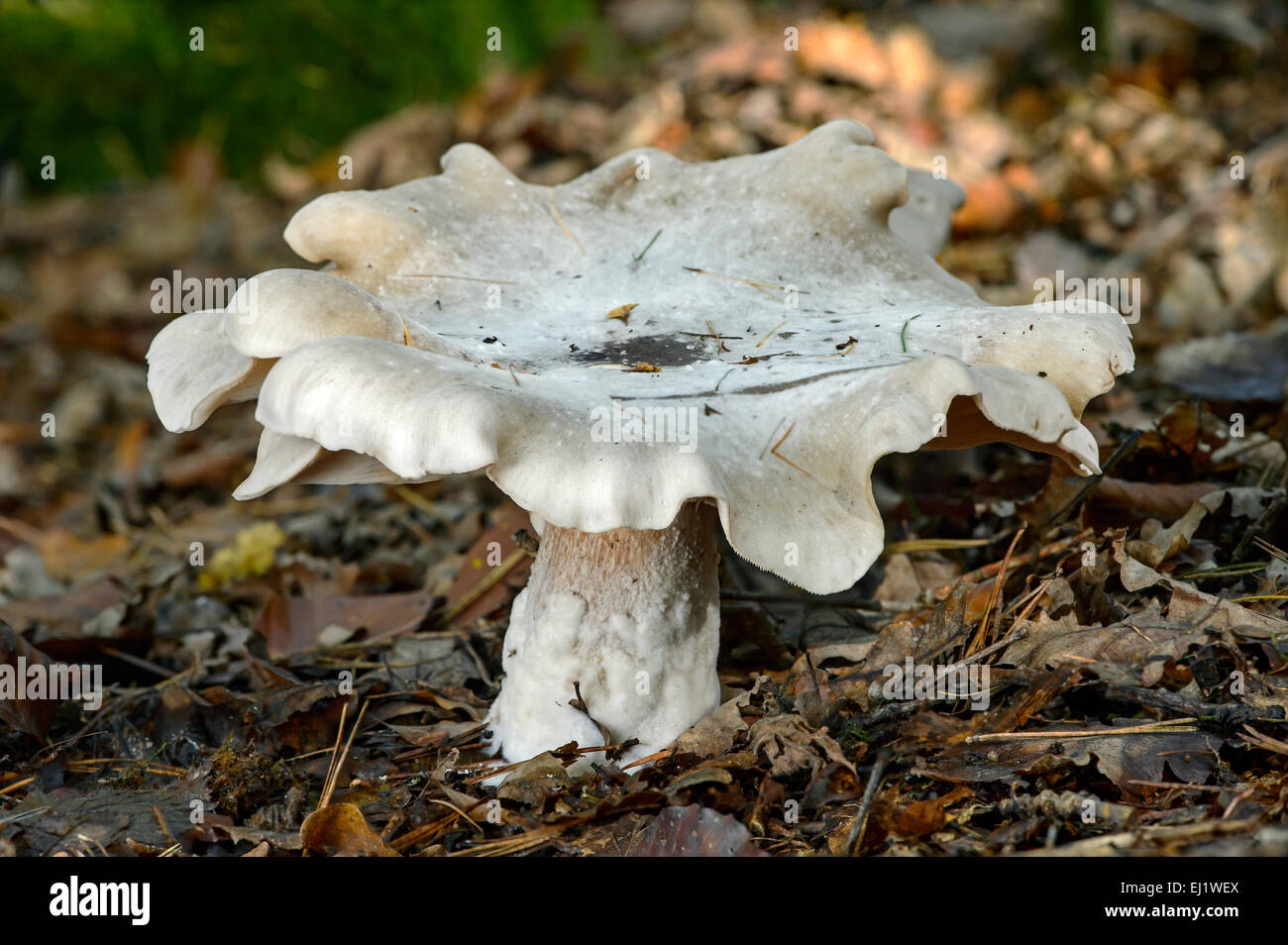 Getrübte Agaric (Lepista Nebularis), saprotropher Ernährung, giftig, Schweiz Stockfoto