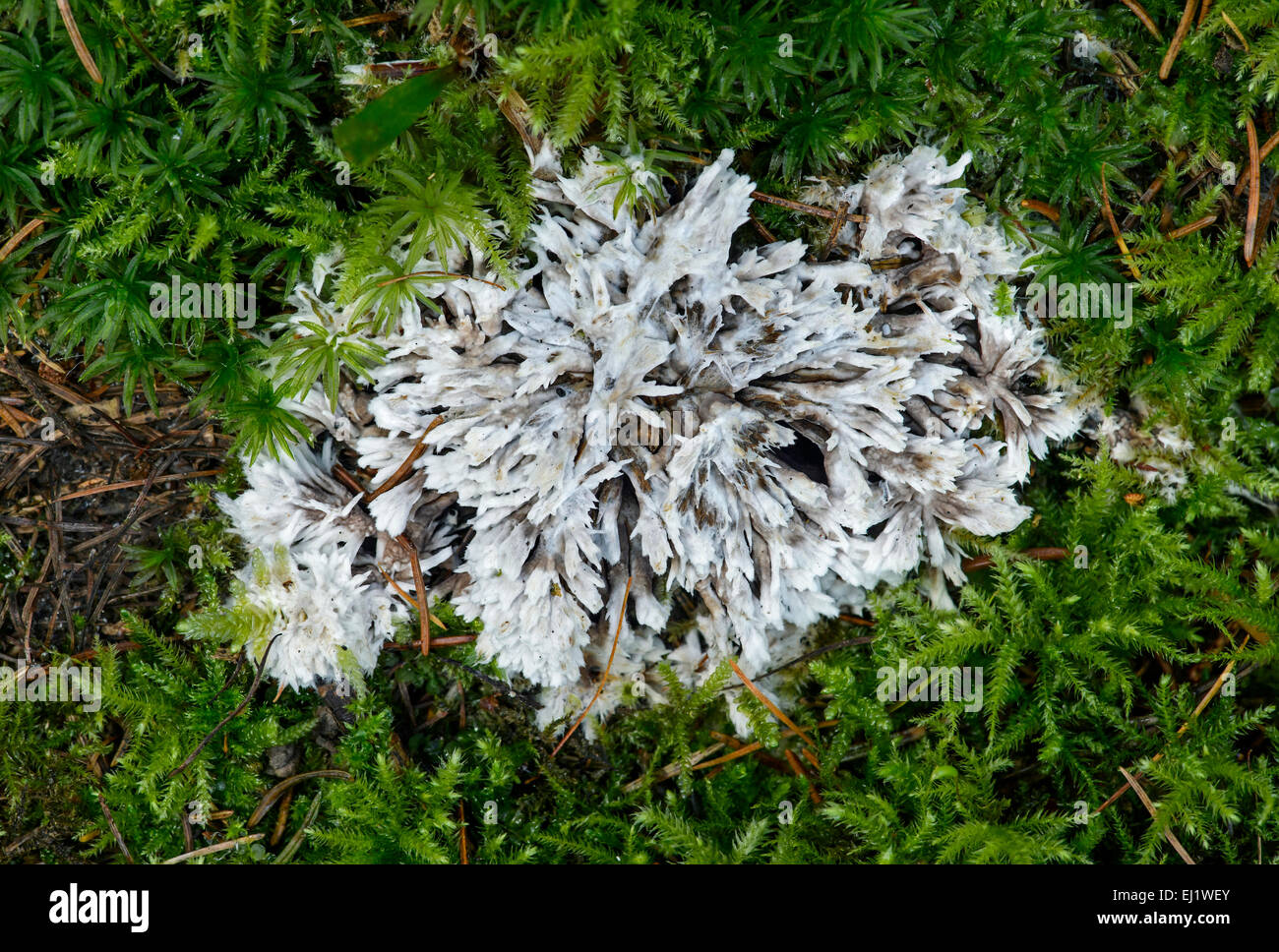 Thelephora (Thelephora Penicillata), saprotropher Ernährung, ungenießbar, Schweiz Stockfoto