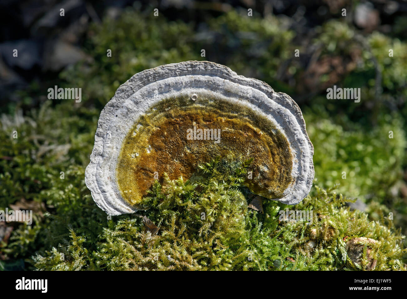 Klumpig Halterung (Trametes Gibbosa), ungenießbar, Schweiz Stockfoto