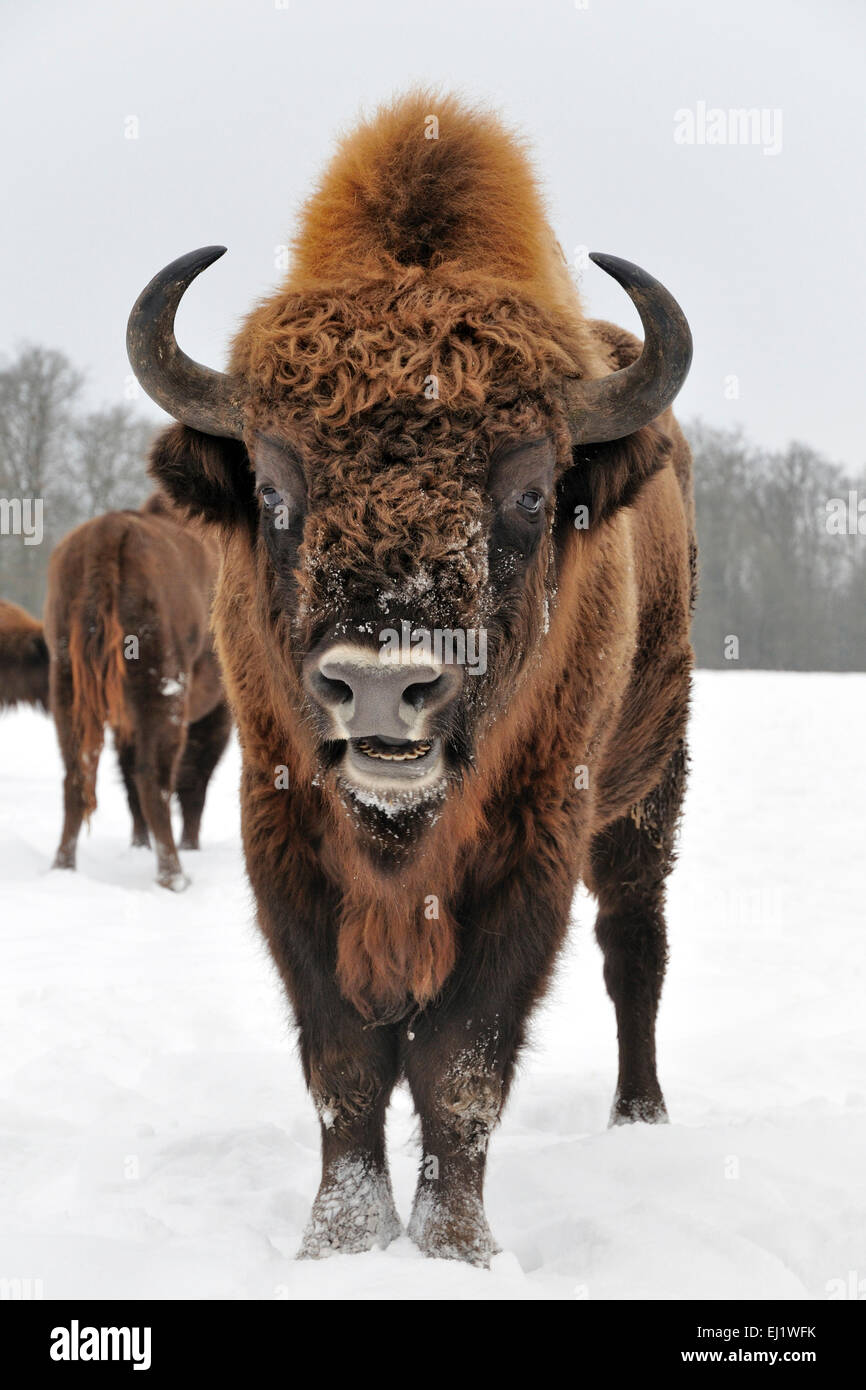 Bisons (Bison Bonasus) in den Schnee, europäischen, in Gefangenschaft, North Rhine-Westphalia, Germany Stockfoto