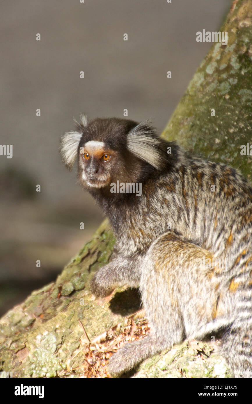 Getuftet Eared Marmoset in botanischen Gärten in Rio De Janeiro Brasilien Stockfoto