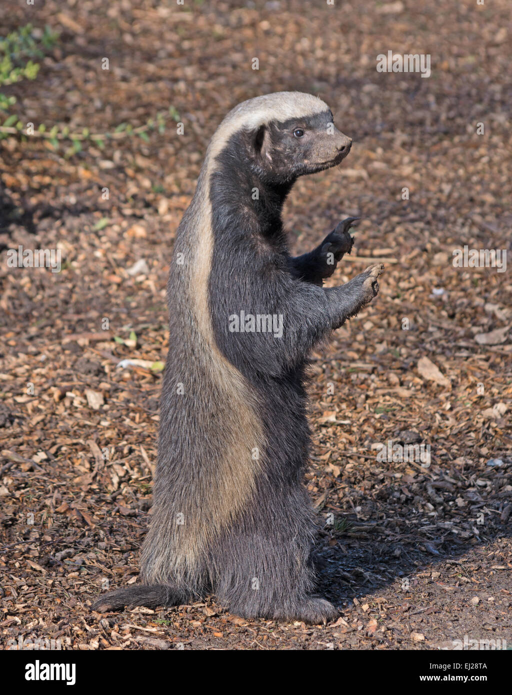 Honig-Dachs, Mellivora Capensis, Afrika, Arabien, Stockfoto