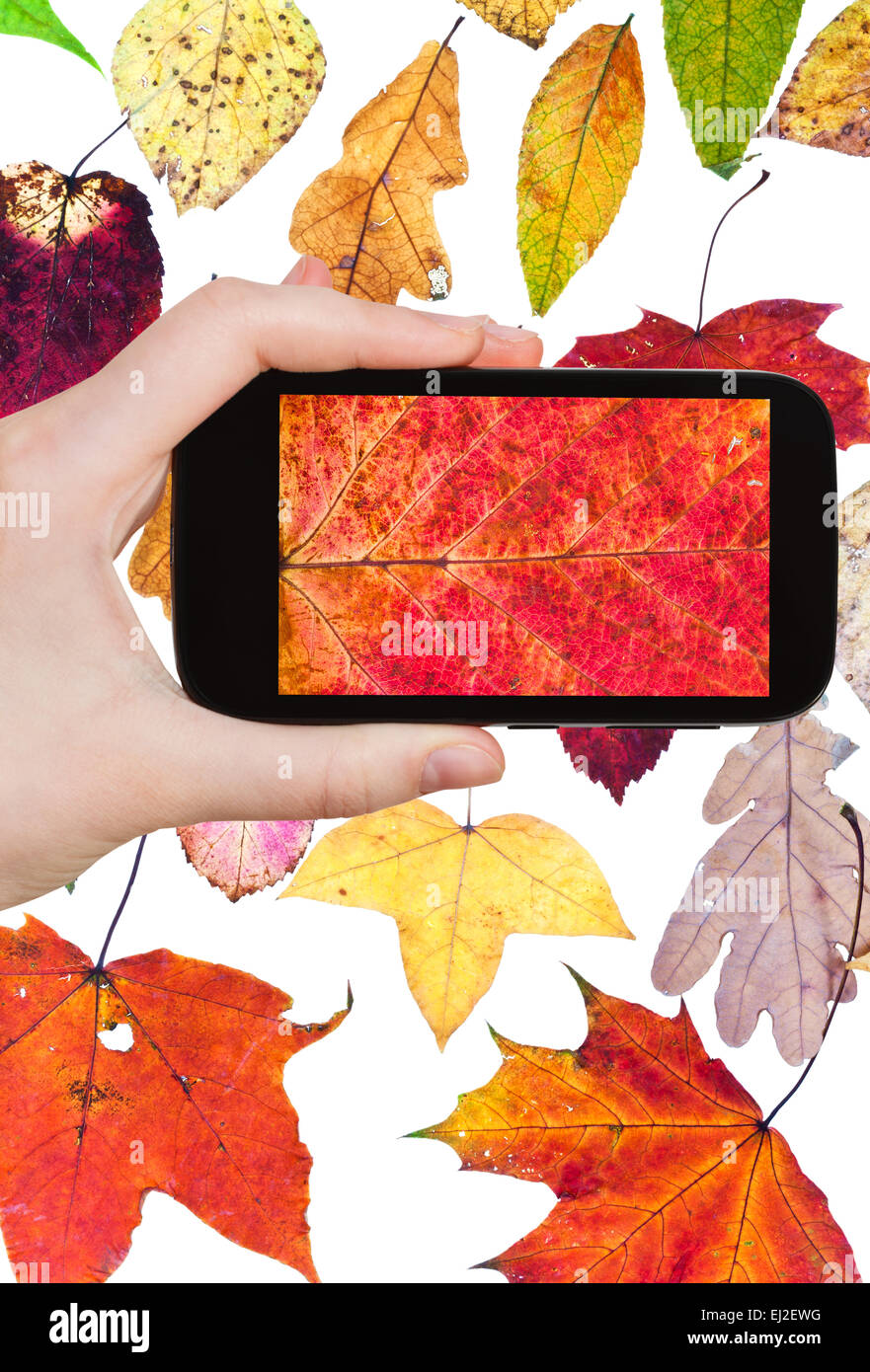 Fotografieren Blume Konzept - Tourist findet, das Bild des gefallenen Herbst auf Smartphone Blätter, Stockfoto
