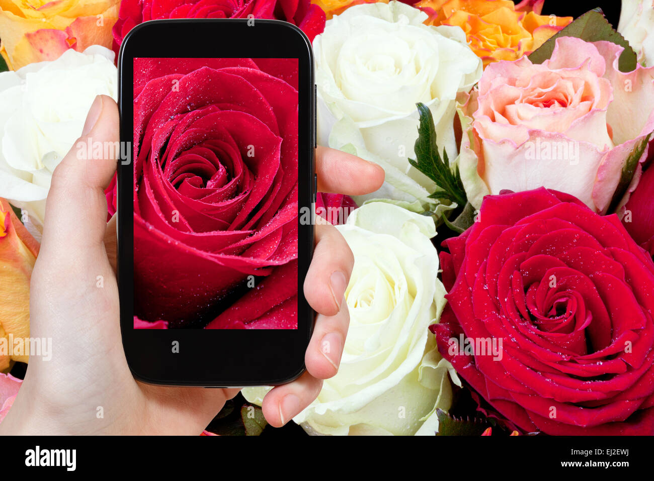 Fotografieren Blume Konzept - touristische Bild von frischen nass rote rose schließen greift auf Smartphone, Stockfoto