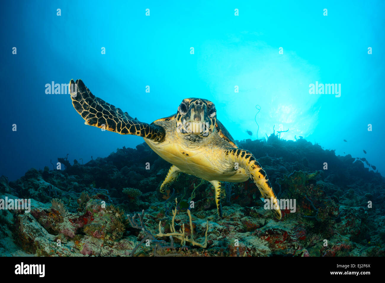 Eretmochelys Imbricata, echte Karettschildkröte, Anga Faru, Baa Atoll, Malediven, Indischer Ozean Stockfoto