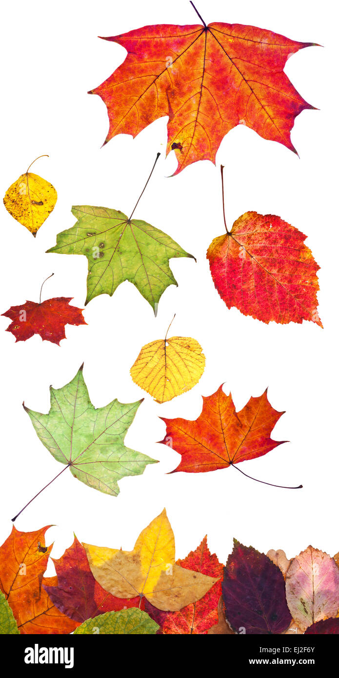 mehrfarbige Herbstlaub gefallene isolierten auf weißen Hintergrund Stockfoto