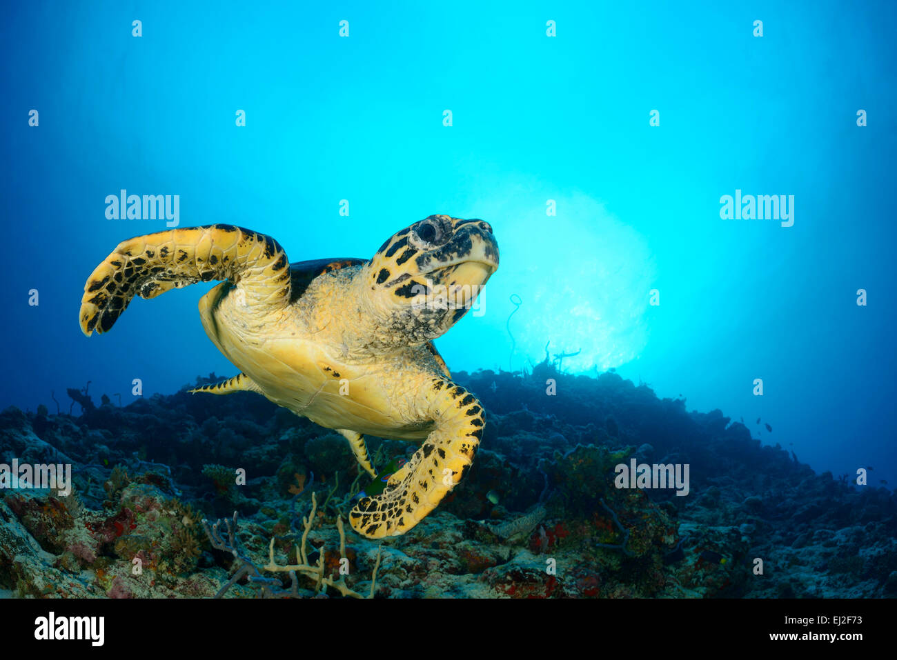 Eretmochelys Imbricata, echte Karettschildkröte, Anga Faru, Baa Atoll, Malediven, Indischer Ozean Stockfoto