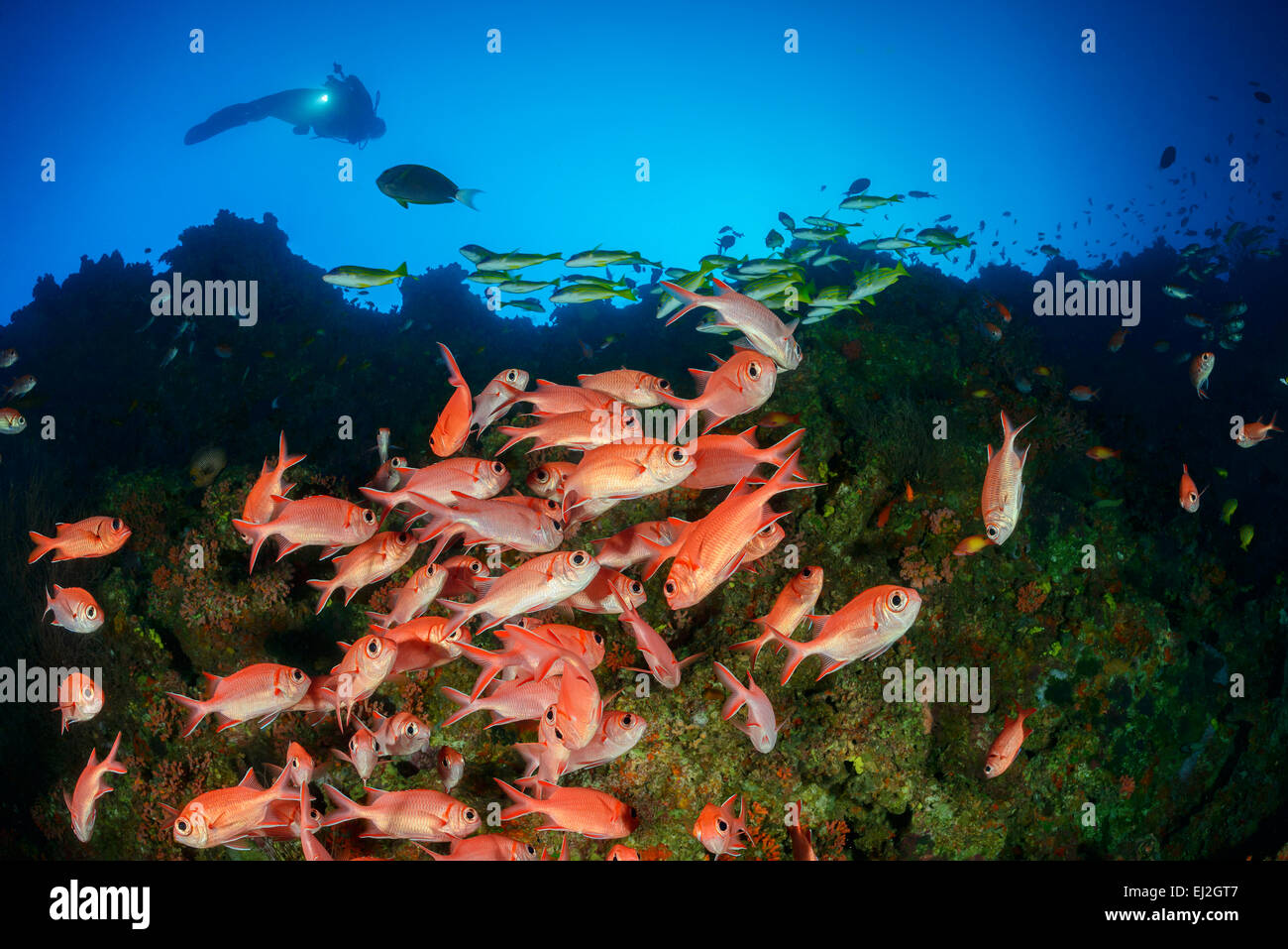 Myripristis Vittata, Weißspitzen Soldatenfische und Taucher, Dhonfan Thila, Baa Atoll, Malediven, Indischer Ozean Stockfoto